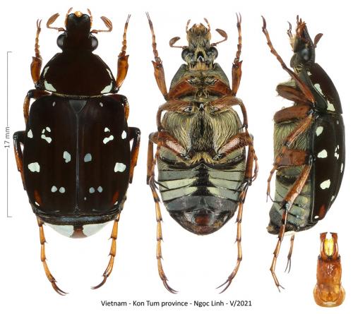 Gnorimotrichius masumotoi