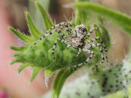 Philodromus poecilus
