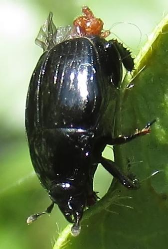 Réf. 289 778 : Margarinotus ignobilis