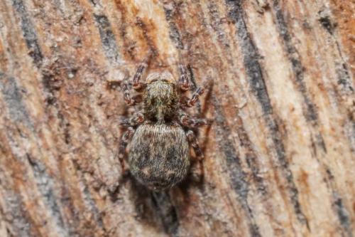 Pseudeuophrys erratica