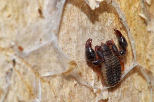 Dendrochernes cyrneus