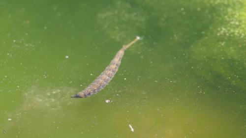Réf. 289 614 : Stratiomys sp.
