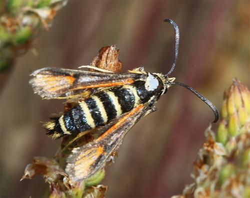 Réf. 289 866 : Bembecia ichneumoniformis