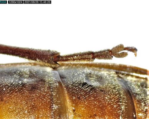 Réf. 289 350 : Arhopalus rusticus