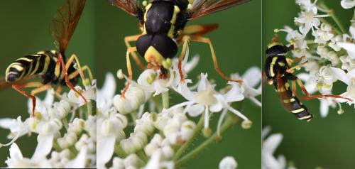 Philhelius citrofasciatum
