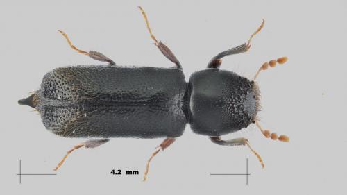Xylopertha retusa