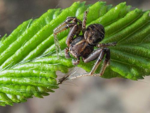Xysticus sp.