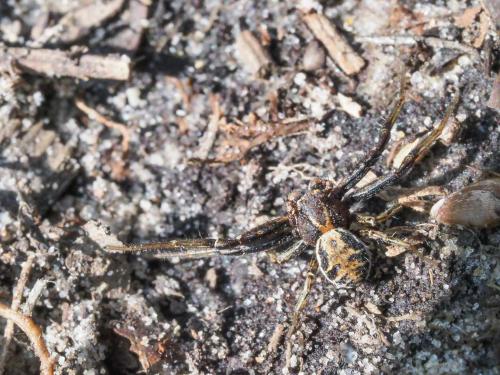 Xysticus sp.