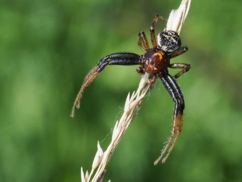 Réf. 289 747 : Xysticus lanio