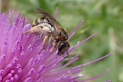 Lasioglossum sp.