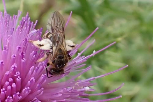 Lasioglossum sp.