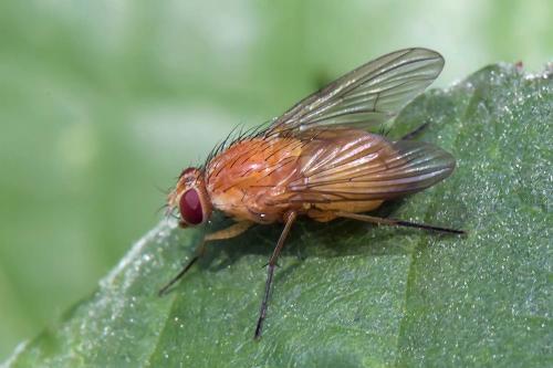 Réf. 289 296 : Phaonia pallida