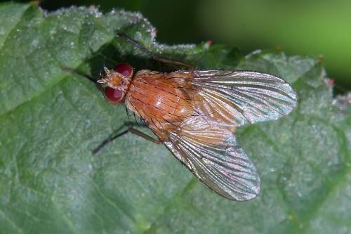 Réf. 289 295 : Phaonia pallida