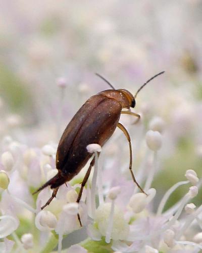 Mordellistena sp.
