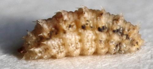 Réf. 289 121 : Paragus sp.