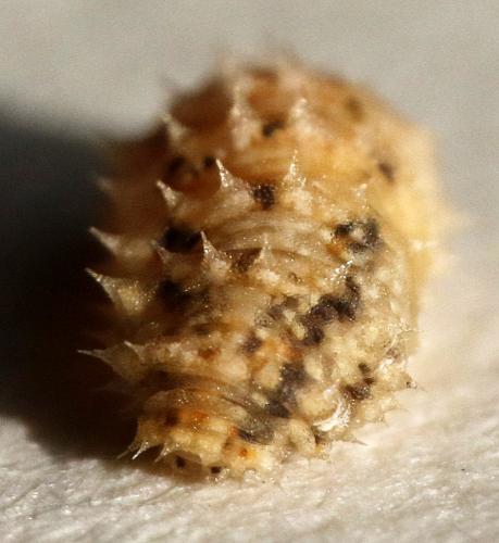 Réf. 289 316 : Eupeodes sp.