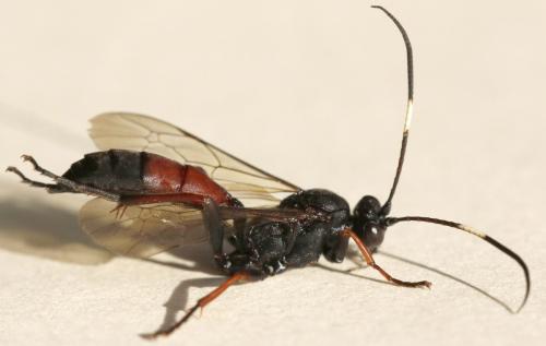 Réf. 289 229 : Stenichneumon culpator