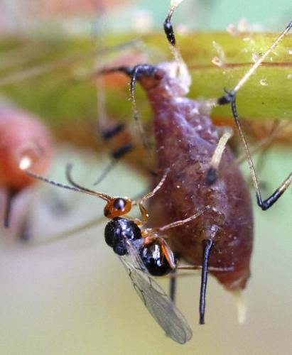 Réf. 289 622 : Macrosiphum rosae