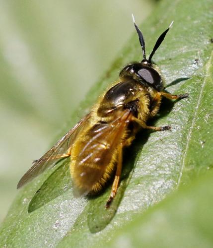 Callicera macquarti