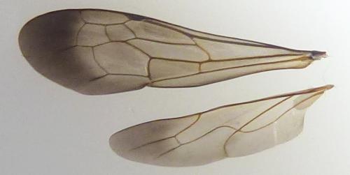 Réf. 289 267 : Cryptocheilus versicolor