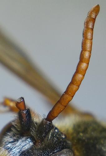 Nomada sp.