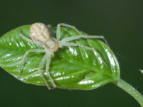 Philodromus (albidus-rufus)