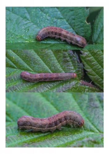 Xyleninae
