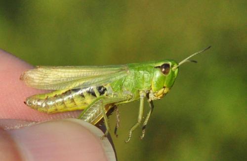Réf. 289 257 : Pseudochorthippus parallelus parallelus