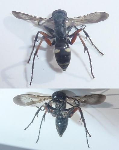 Réf. 289 265 : Cryptocheilus versicolor