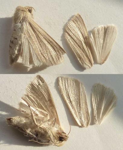 Mythimna pallens
