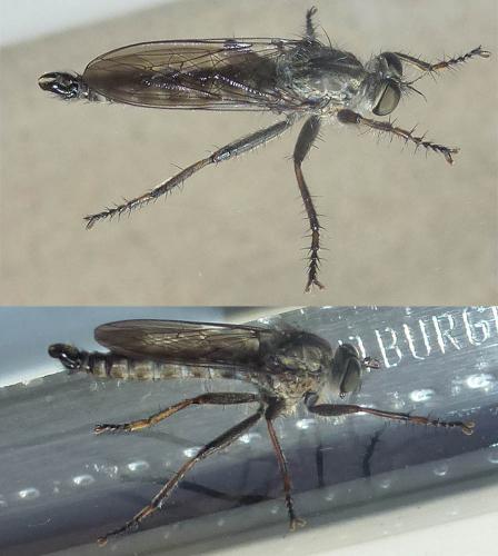 Tolmerus atricapillus