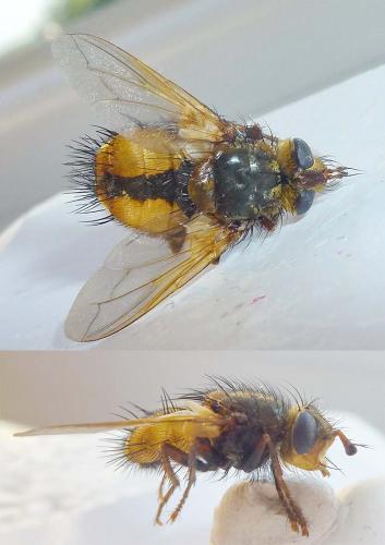 Réf. 289 841 : Tachina fera