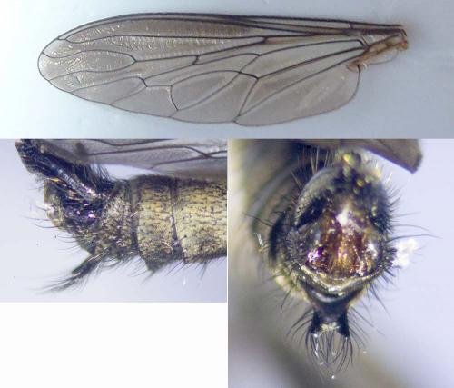 Tolmerus atricapillus
