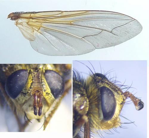 Réf. 289 842 : Tachina fera
