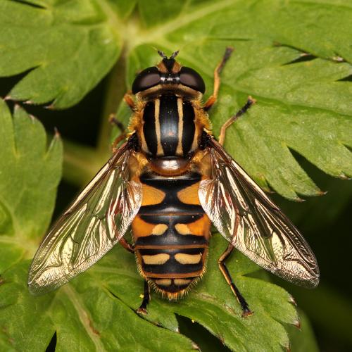 Réf. 289 430 : Helophilus pendulus