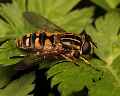 Réf. 289 431 : Helophilus pendulus