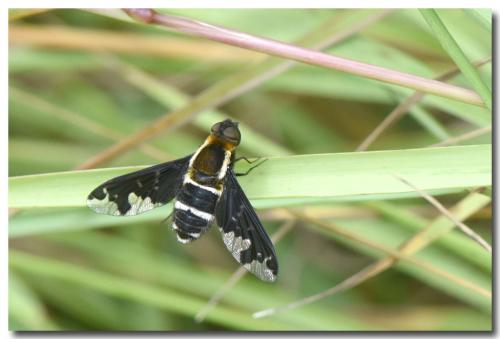 Hemipenthes maura
