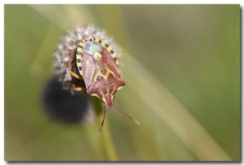 Réf. 289 676 : Codophila varia