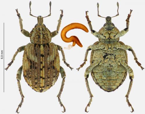 Réf. 289 968 : Brachypera dauci