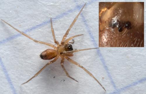 Réf. 289 882 : Ostearius melanopygius