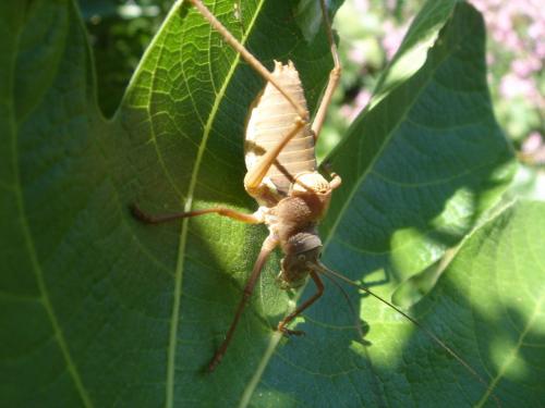 Réf. 289 962 : Ephippiger terrestris terrestris