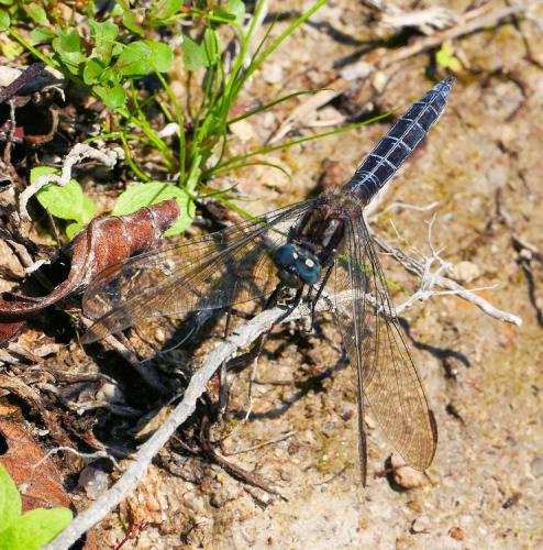 Orthetrum coerulescens