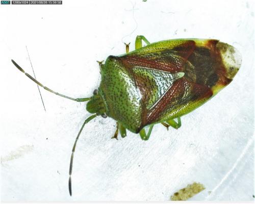 Réf. 289 354 : Elasmostethus interstinctus
