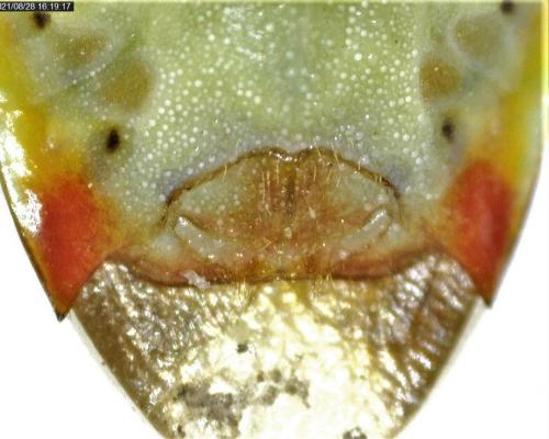 Réf. 289 355 : Elasmostethus interstinctus