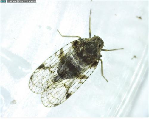 Réf. 289 361 : Cixius sp.