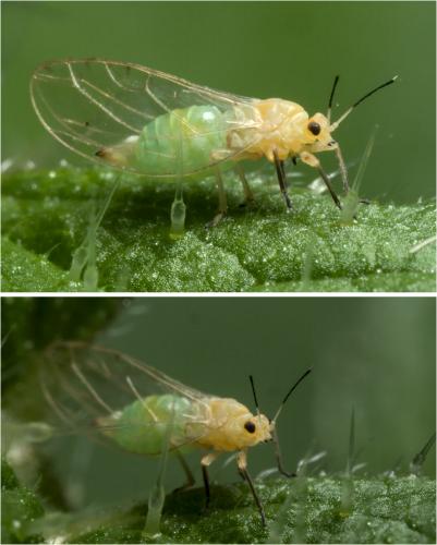 Trioza urticae