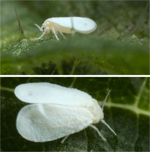 Trialeurodes vaporariorum