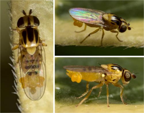 Réf. 289 612 : Thaumatomyia notata