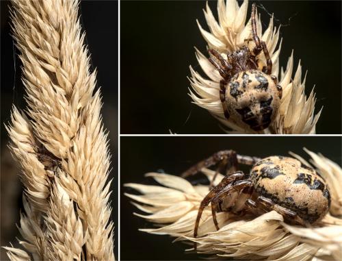 Larinioides cornutus
