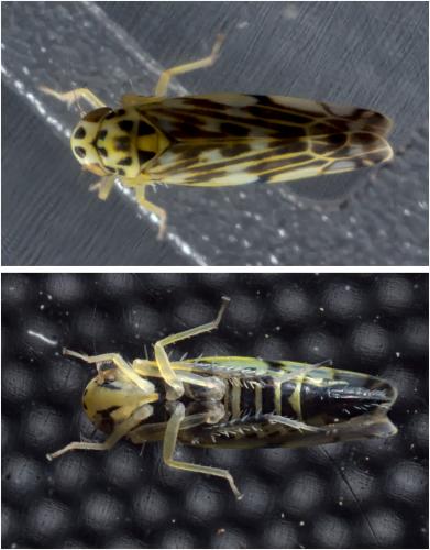 Réf. 289 881 : Eupteryx urticae